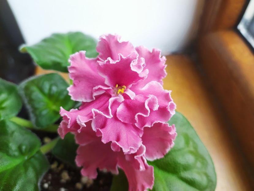 14 iulie 2022 - PT Elizaveta