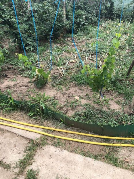 WhatsApp Image 2022-07-14 at 14.30.24 (1) - 06 Cordun 14 07 2022