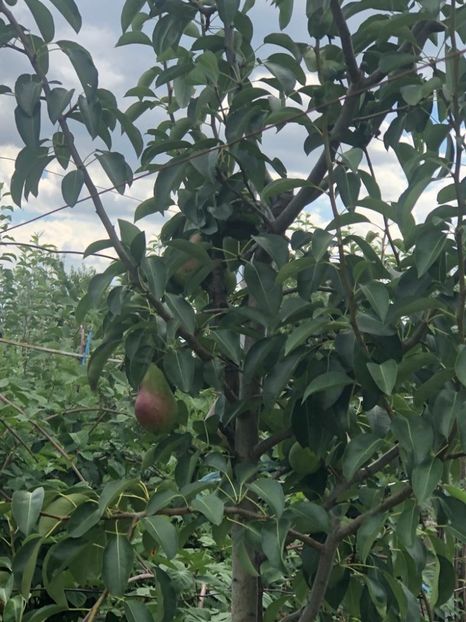 WhatsApp Image 2022-07-14 at 14.30.25 - 06 Cordun 14 07 2022