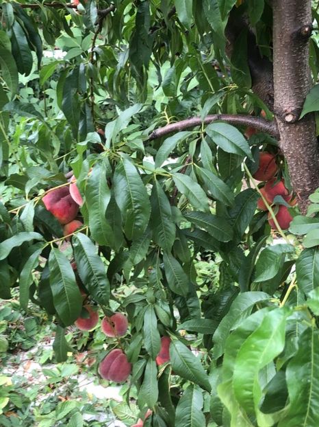 WhatsApp Image 2022-07-14 at 14.30.29 (2) - 06 Cordun 14 07 2022