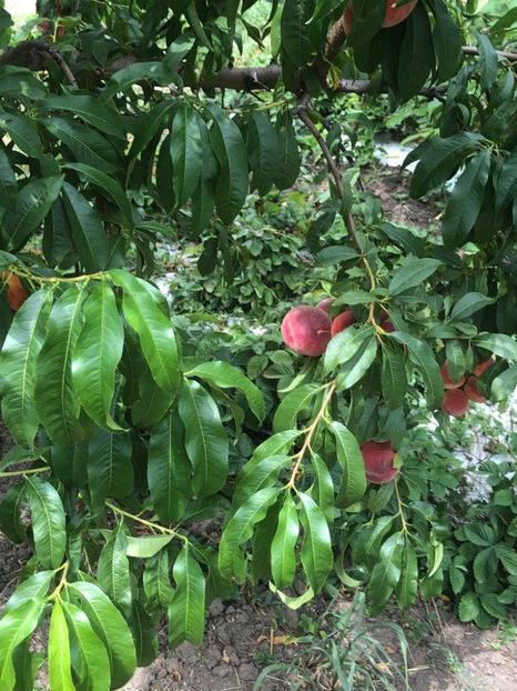 WhatsApp Image 2022-07-14 at 14.30.32 - 06 Cordun 14 07 2022