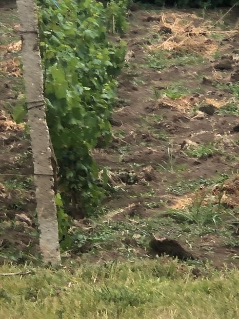 WhatsApp Image 2022-07-14 at 14.30.35 (6) - 06 Cordun 14 07 2022