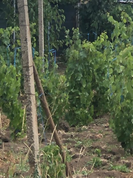 WhatsApp Image 2022-07-14 at 14.30.35 (7) - 06 Cordun 14 07 2022