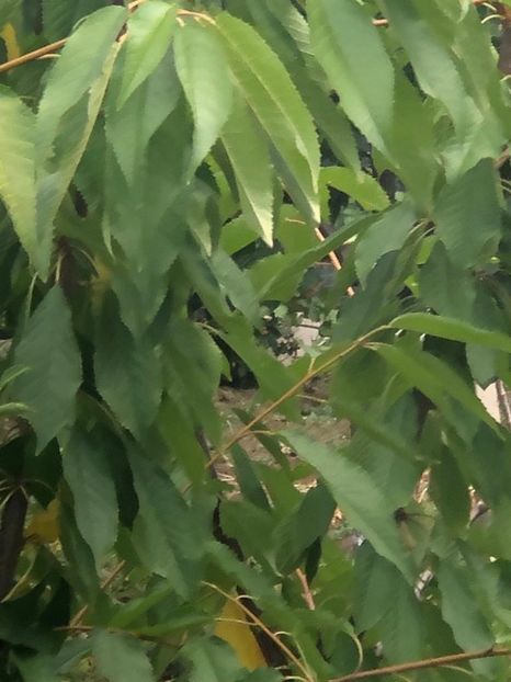 WhatsApp Image 2022-07-14 at 14.30.35 (8) - 06 Cordun 14 07 2022