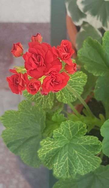  - Bornholm- pierduta 2023