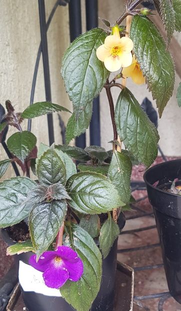 Intr-un ghiveci alaturi de Yellow Beauty - Pulcherrima p