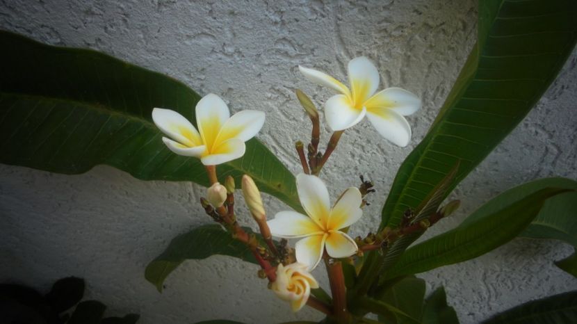 O floare regala... - 2022