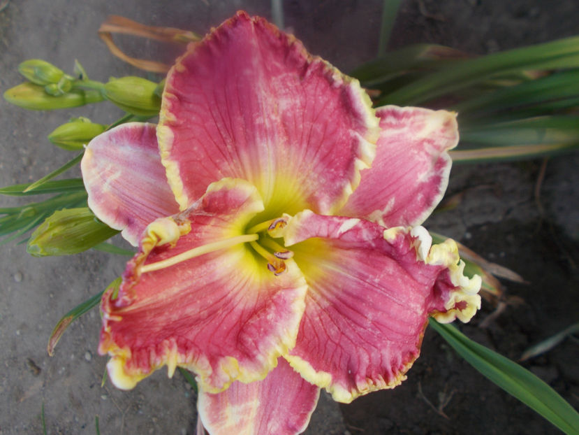 T-z-r3,1-crowning light - HEMEROCALLISI DISPONIBILI-2023
