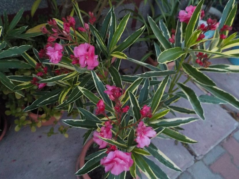  - variegat nr 24