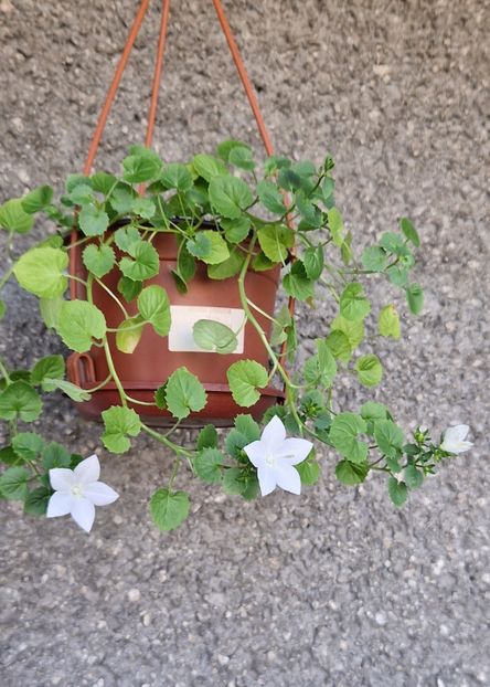  - Campanula alba si bleu