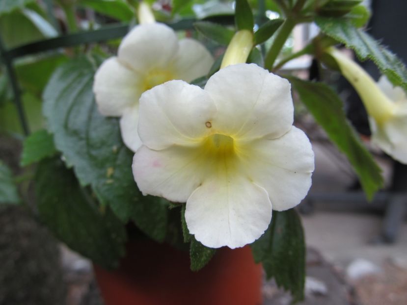 Himalayan Sunrise - ACHIMENES 2022