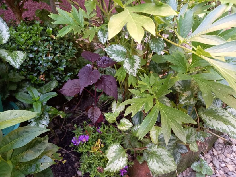 Hibiscus "Summerific Holy Grail" - Grădina 2022 continuare 2