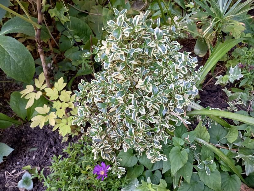Dicentra "Gold Heart" și Aster novi-belgii "Magic Purple" - Grădina 2022 continuare 2