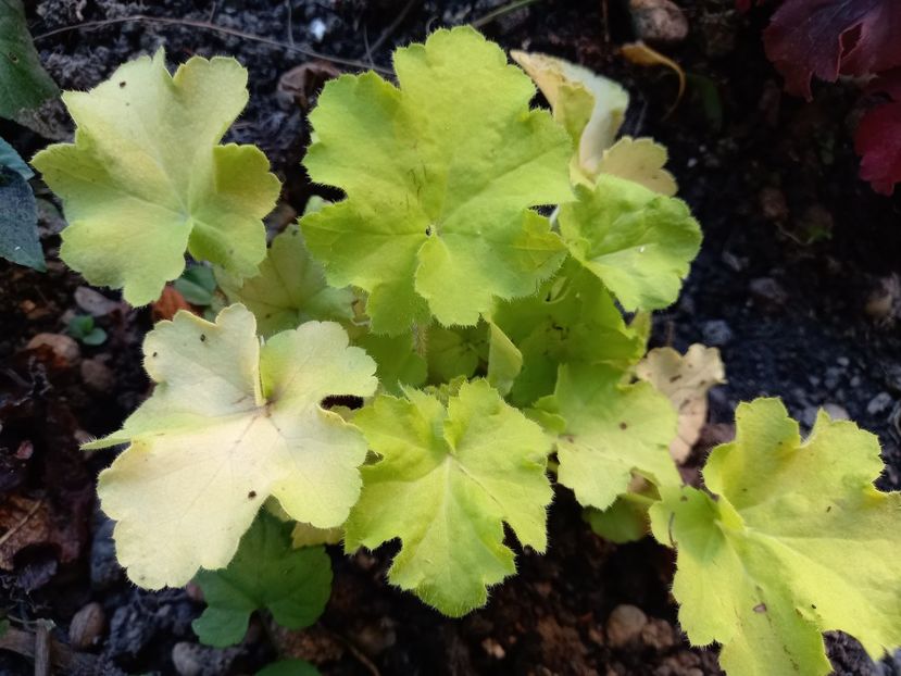 Heucherella "Citronelle" - Grădina 2022 continuare 2