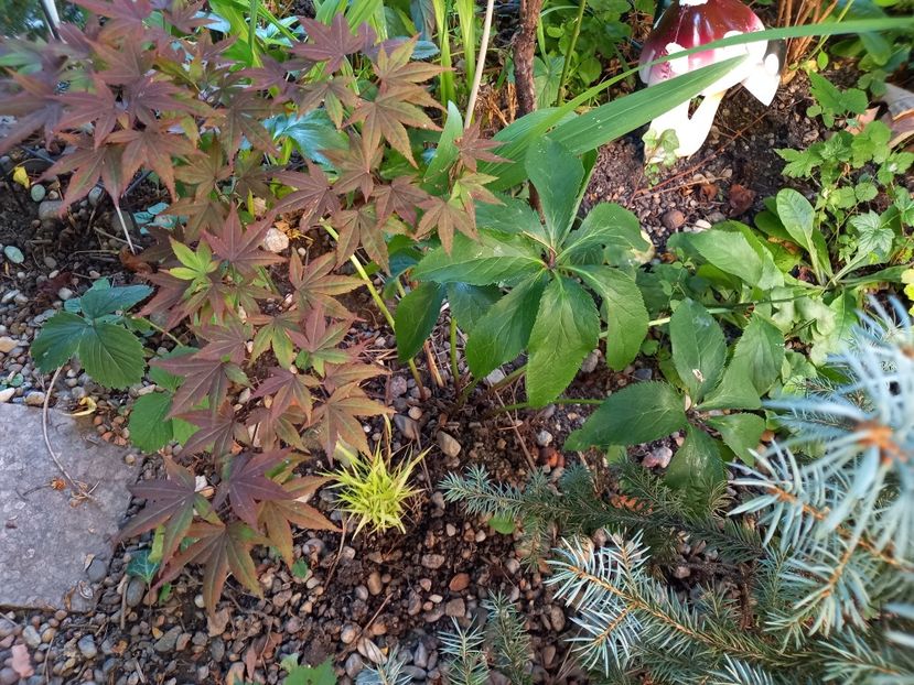 Acer "Atropurpureum " - Grădina 2022 continuare 2