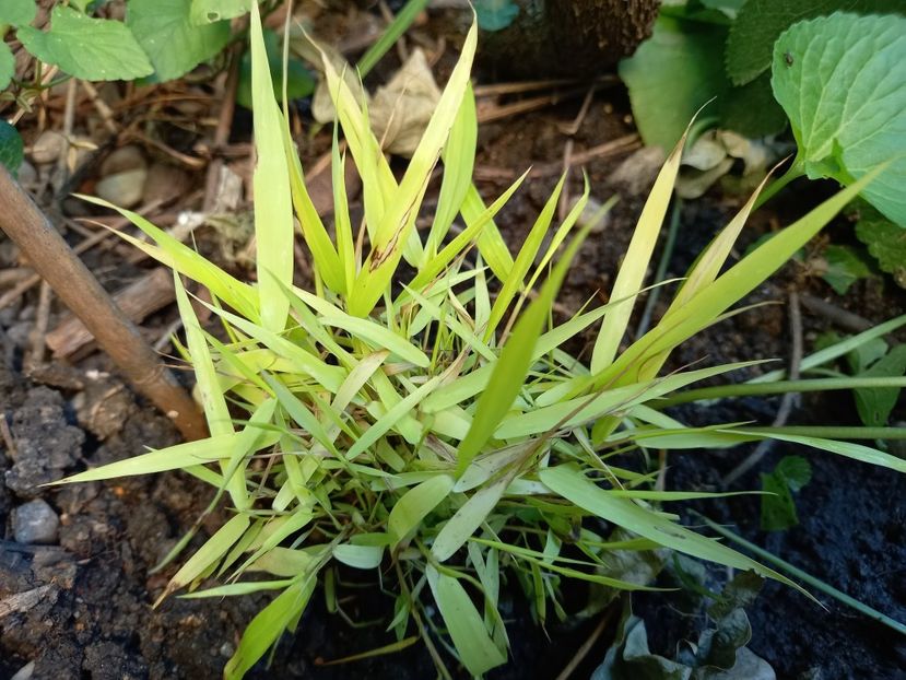 Hakonechloa macra "Stripe It Rich" - Grădina 2022 continuare 2