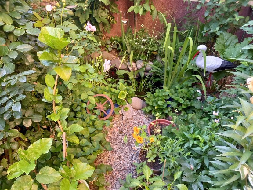  - Grădina 2022 continuare 2