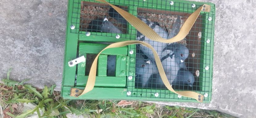 Individual adjud 100 km - 2022