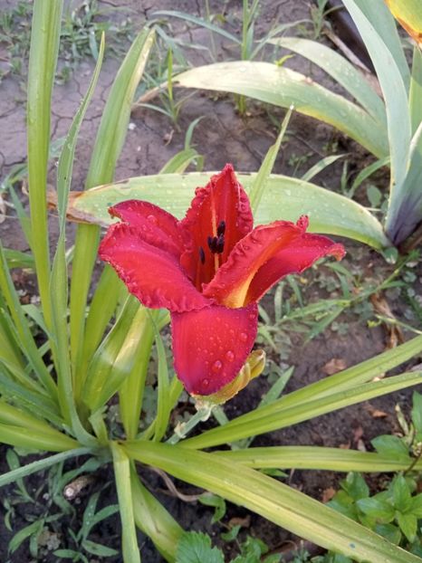  - 02 Hemerocalisi-hibiscusi-crini