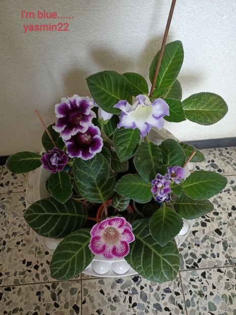 15.07.2022 - Gloxinia 2022