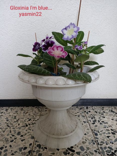 15.07.2022 - Gloxinia 2022
