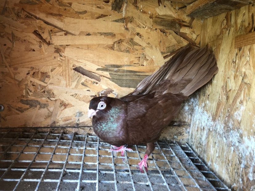 M252/10 - 5- lot zbor 2022