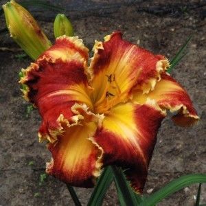 Miss Polonia - bloomed - Bodalski - 2022
