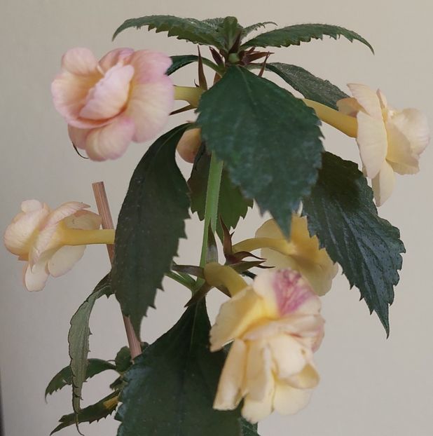  - RFs TROPICANA 2