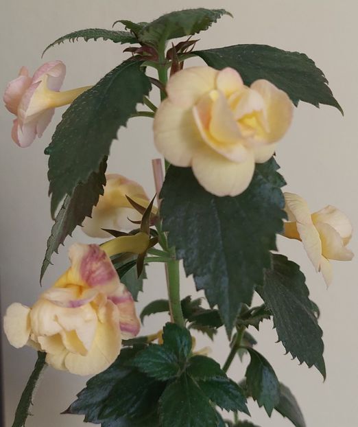 - RFs TROPICANA 2
