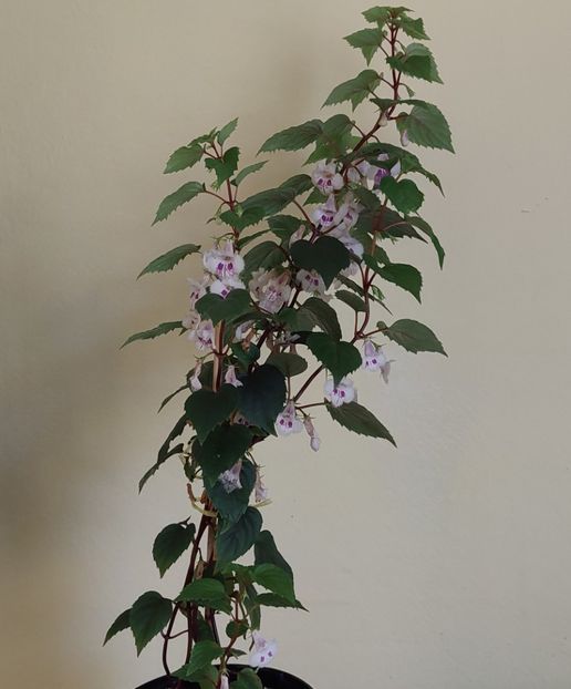  - FIMBRIATA