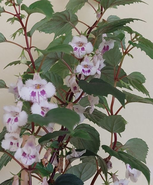  - FIMBRIATA