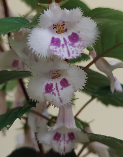 - FIMBRIATA