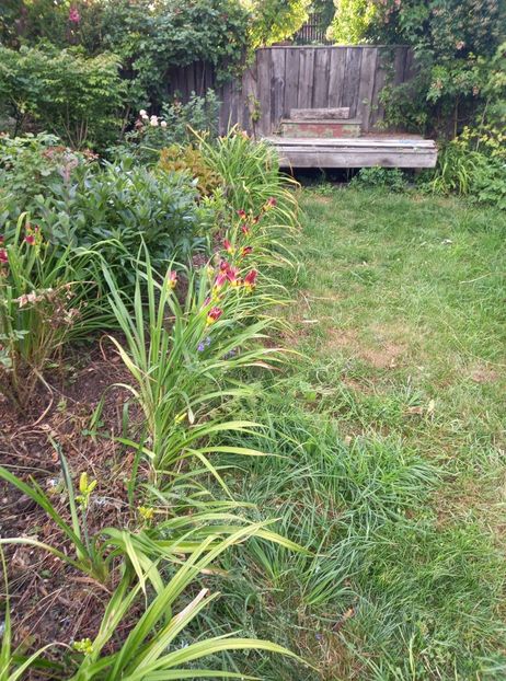  - Hemerocallis