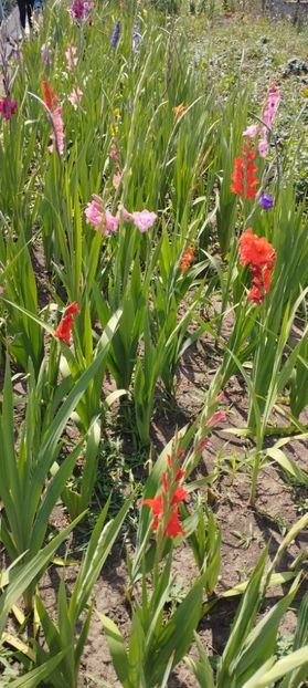  - Gladiole 2022