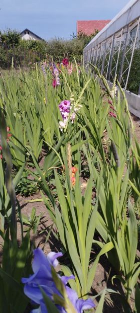  - Gladiole 2022