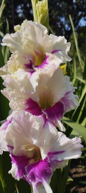  - Gladiole 2022