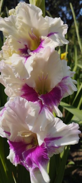  - Gladiole 2022
