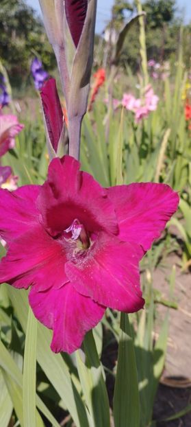  - Gladiole 2022