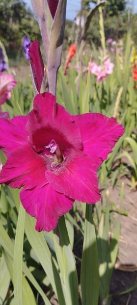 - Gladiole 2022