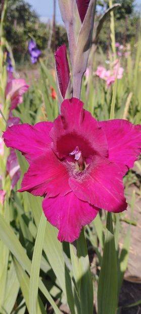  - Gladiole 2022