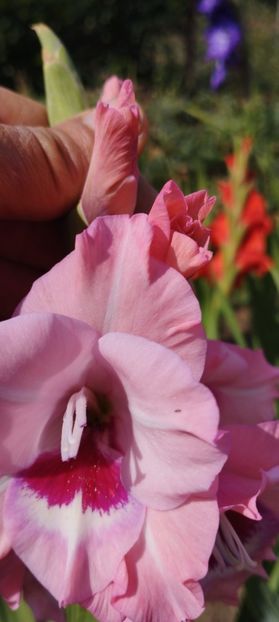  - Gladiole 2022