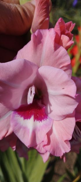  - Gladiole 2022