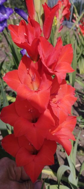  - Gladiole 2022