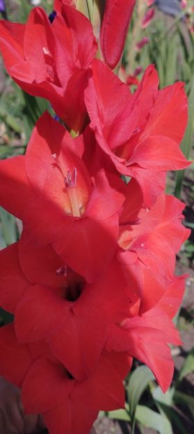  - Gladiole 2022