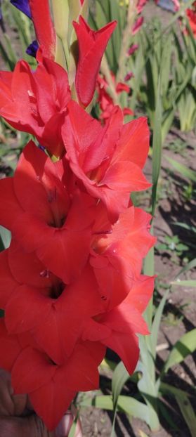  - Gladiole 2022