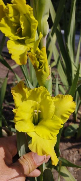  - Gladiole 2022