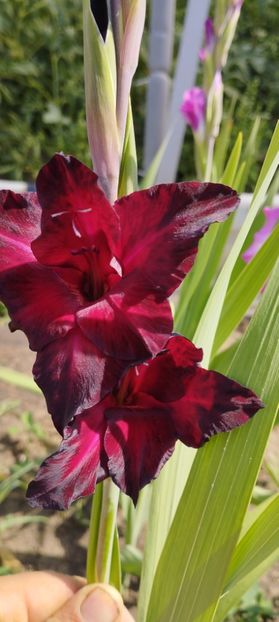  - Gladiole 2022