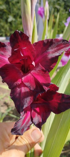  - Gladiole 2022