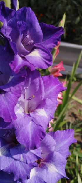  - Gladiole 2022