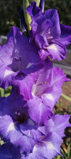  - Gladiole 2022